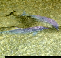 Tangalooma Island Resort Whale Watching Day Cruise with Dolphin Viewing - Newcastle Accommodation