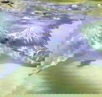 Tangalooma Island Resort Whale Watching Day Cruise with Dolphin Feeding - Newcastle Accommodation