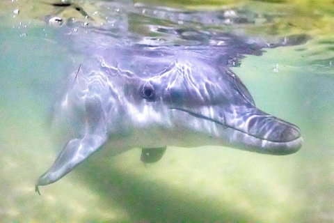 Tangalooma Island Resort Whale Watching Day Cruise With Dolphin Feeding - Newcastle Accommodation 0
