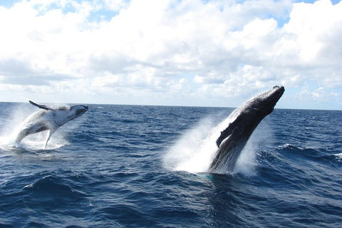 Tangalooma Island Resort Whale Watching Day Cruise With Dolphin Feeding - Newcastle Accommodation 1