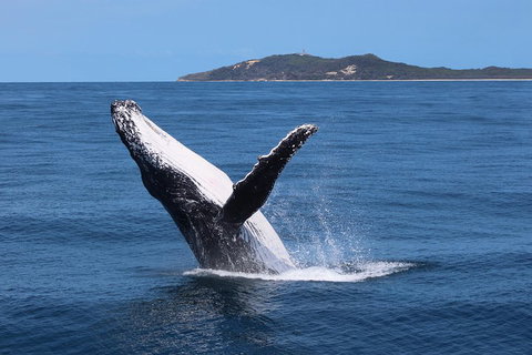 Tangalooma Island Resort Whale Watching Day Cruise With Dolphin Feeding - Newcastle Accommodation 3
