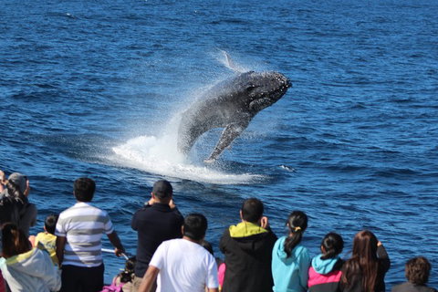 Tangalooma Island Resort Whale Watching Day Cruise With Dolphin Feeding - Newcastle Accommodation 5