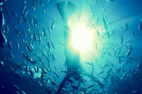2-Day Whitsundays Sailing Adventure: SV Whitehaven - Newcastle Accommodation 1