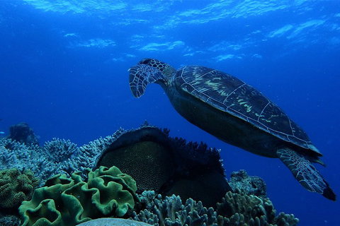 3 Day Whitsundays Sailing And Diving Adventure: Kiana - Newcastle Accommodation 2