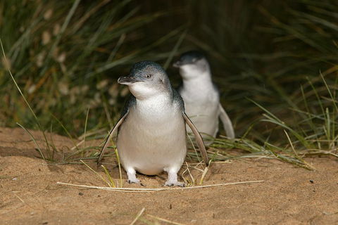 Phillip Island Penguin And Koala Highlights Day-Trip From Melbourne - Newcastle Accommodation 3