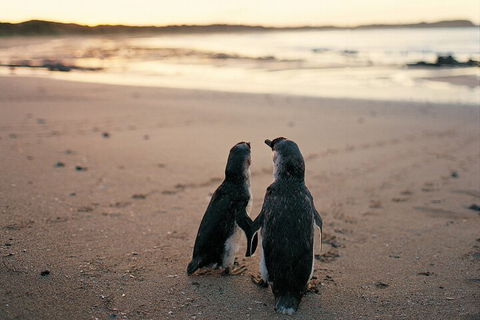 Phillip Island Penguin And Koala Highlights Day-Trip From Melbourne - Newcastle Accommodation 4
