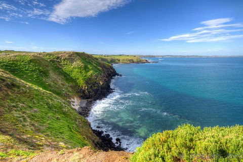 Phillip Island Penguin And Koala Highlights Day-Trip From Melbourne - Newcastle Accommodation 5