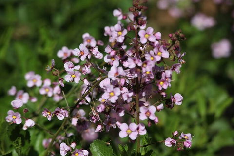 Pinnacles Sunset Dinner And Stargazing Experience A Small Group Tour - Newcastle Accommodation 2