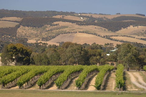 McLaren Vale And Glenelg Wine Tasting And Sightseeing (Half-day Afternoon) - New Castle Tourism 2