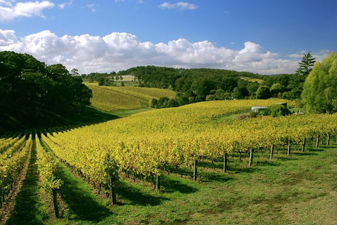 McLaren Vale And Glenelg Wine Tasting And Sightseeing (Half-day Afternoon) - New Castle Tourism 4