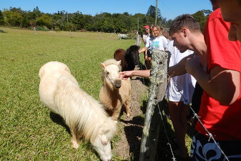 Atherton Tablelands Waterfalls Tour From Cairns - Newcastle Accommodation 4