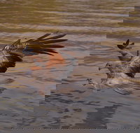 Litchfield and Jumping Crocodiles Full Day Trip from Darwin - Newcastle Accommodation