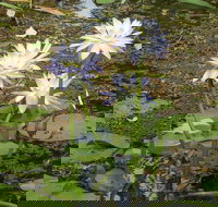 Yellow Water Cruise - Kakadu - Newcastle Accommodation