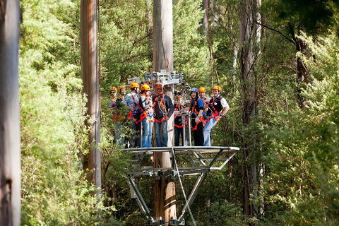 Adventure Sunset Three Day Great Ocean Road Tour - Newcastle Accommodation 1