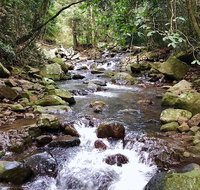 Springbrook Full Day Tour