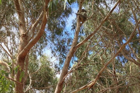 Kangaroo Island 4WD Tour - Best Of KI In 2 Days - Newcastle Accommodation 0