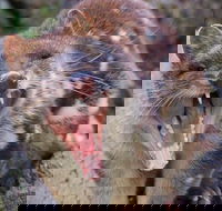 After Dark Tasmanian Devil Feeding Tour at Cradle Mountain - New Castle Tourism