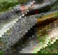 1-Hour Tasmanian Devil Feeding Day Tour at Cradle Mountain - New Castle Tourism