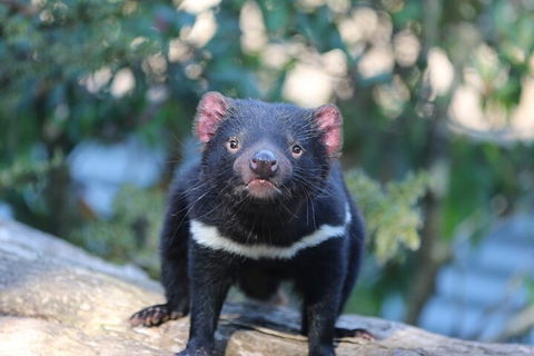 1-Hour Tasmanian Devil Feeding Day Tour At Cradle Mountain - Newcastle Accommodation 1