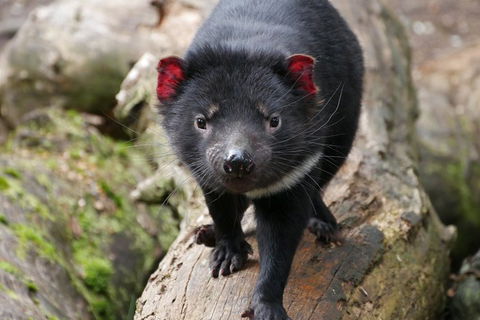 1-Hour Tasmanian Devil Feeding Day Tour At Cradle Mountain - Newcastle Accommodation 4