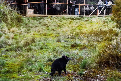 1-Hour Tasmanian Devil Feeding Day Tour At Cradle Mountain - Newcastle Accommodation 5
