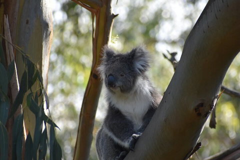 Healesville Sanctuary And Phillip Island Wildlife Bus Tour - Newcastle Accommodation 0