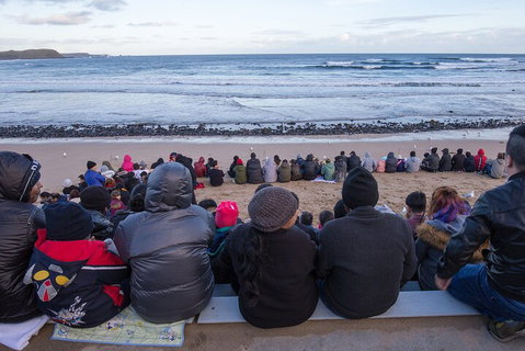 Healesville Sanctuary And Phillip Island Wildlife Bus Tour - Newcastle Accommodation 1