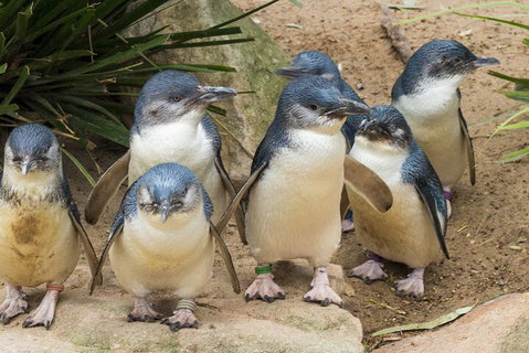 Healesville Sanctuary And Phillip Island Wildlife Bus Tour - Newcastle Accommodation 2