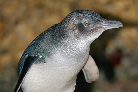 Healesville Sanctuary And Phillip Island Wildlife Bus Tour - Newcastle Accommodation 4