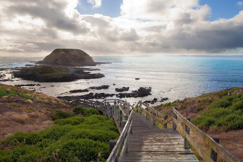 Healesville Sanctuary And Phillip Island Wildlife Bus Tour - Newcastle Accommodation 5