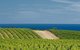 McLaren Vale Winery Small Group Tour With Wine Tasting And Lunch - thumb 4