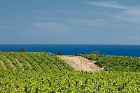 McLaren Vale Winery Small Group Tour With Wine Tasting And Lunch - Newcastle Accommodation 4