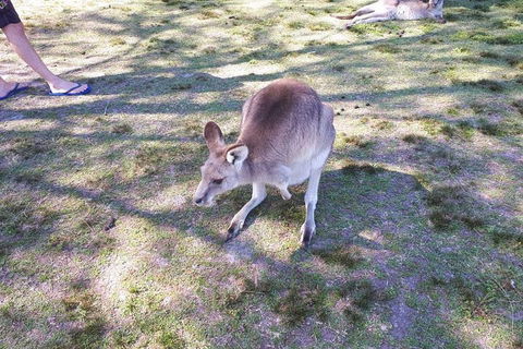 Private & Fully Guided 4-day Sydney Tour Package - Newcastle Accommodation 5