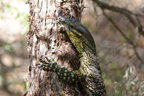 Byron Bay Combo: Minyon Falls And Hinterland Day Trip And Learn To Surf At Byron Bay - Newcastle Accommodation 0