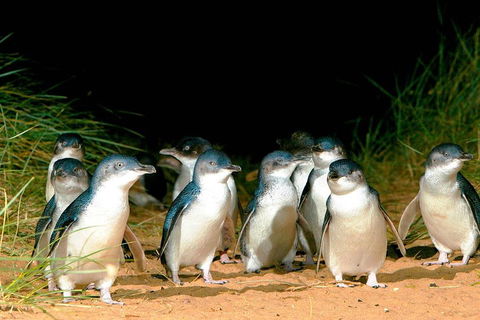 Phillip Island Penguins Private Tour - Newcastle Accommodation 0