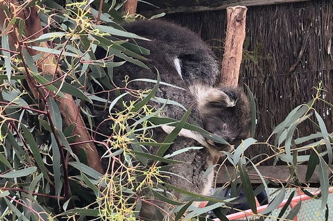 Phillip Island Penguins Private Tour - Newcastle Accommodation 2