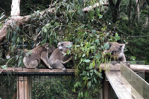 Phillip Island Penguins Private Tour - Newcastle Accommodation 3