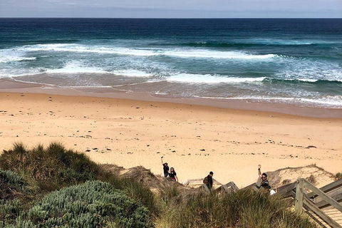 Phillip Island Penguins Private Tour - Newcastle Accommodation 4