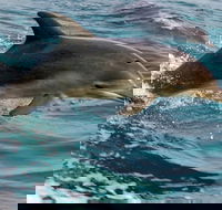1.5HR Mudjimba Island Wildlife Safari - Newcastle Accommodation