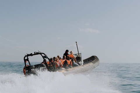 Adventure Whale Watching Tour Mooloolaba - Newcastle Accommodation 0