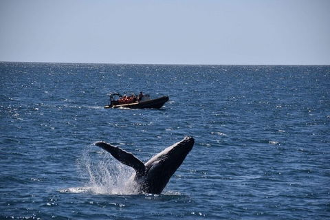 Adventure Whale Watching Tour Mooloolaba - Newcastle Accommodation 1