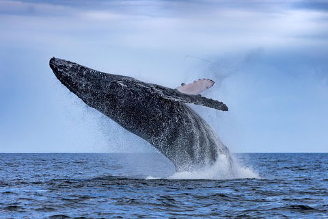 Adventure Whale Watching Tour Mooloolaba - Newcastle Accommodation 2