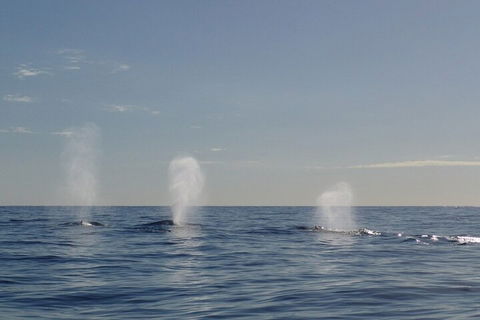 Adventure Whale Watching Tour Mooloolaba - Newcastle Accommodation 3