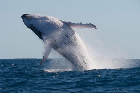 Adventure Whale Watching Tour Mooloolaba - Newcastle Accommodation 5