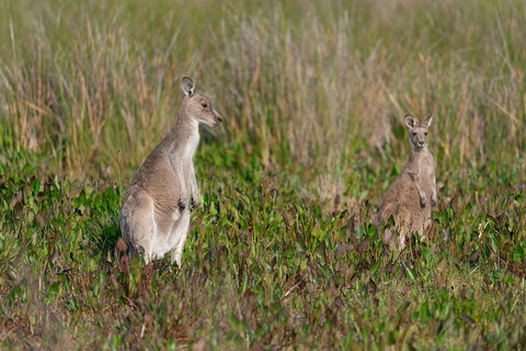 Wilsons Promontory Private 1 Day Tour - Newcastle Accommodation 0