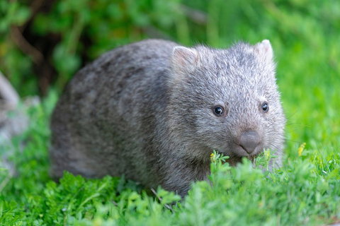 Wilsons Promontory Private 1 Day Tour - Newcastle Accommodation 3