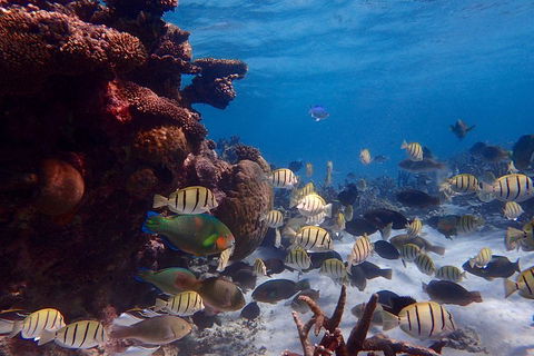 Lagoon Explorer - Ningaloo Reef Full-Day Kayaking And Snorkeling Adventure - Newcastle Accommodation 2