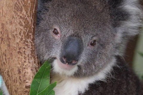 All Inclusive Blue Mountains Small-Group Day Trip From Sydney - Newcastle Accommodation 1