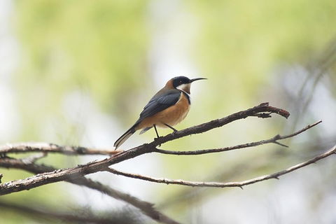 Private Blue Mountains Insider Tour From Sydney - Newcastle Accommodation 2