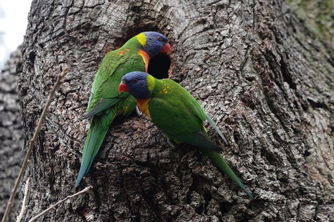 Private Blue Mountains Insider Tour From Sydney - Newcastle Accommodation 3